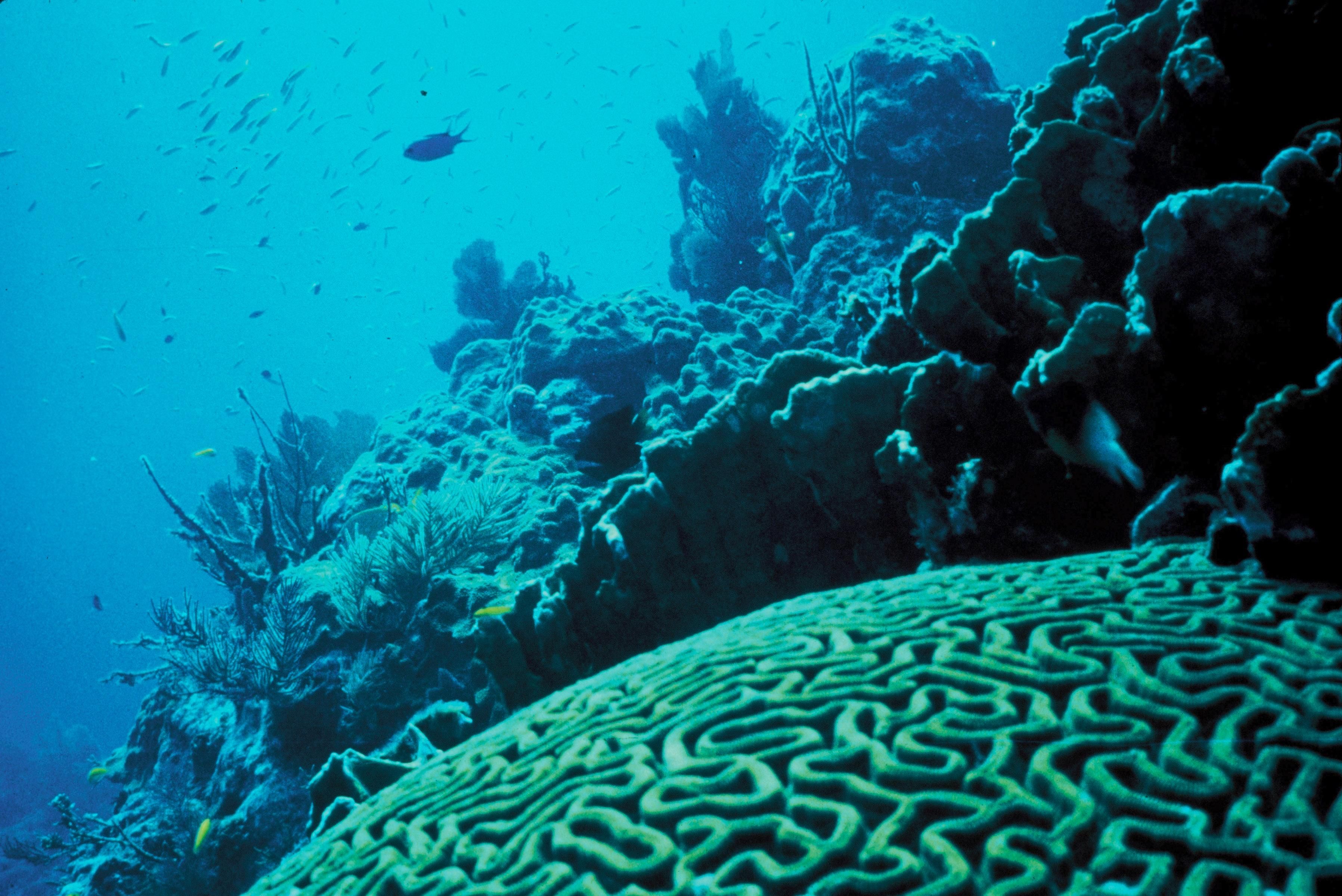 El Hierro Marine Reserve, Spain