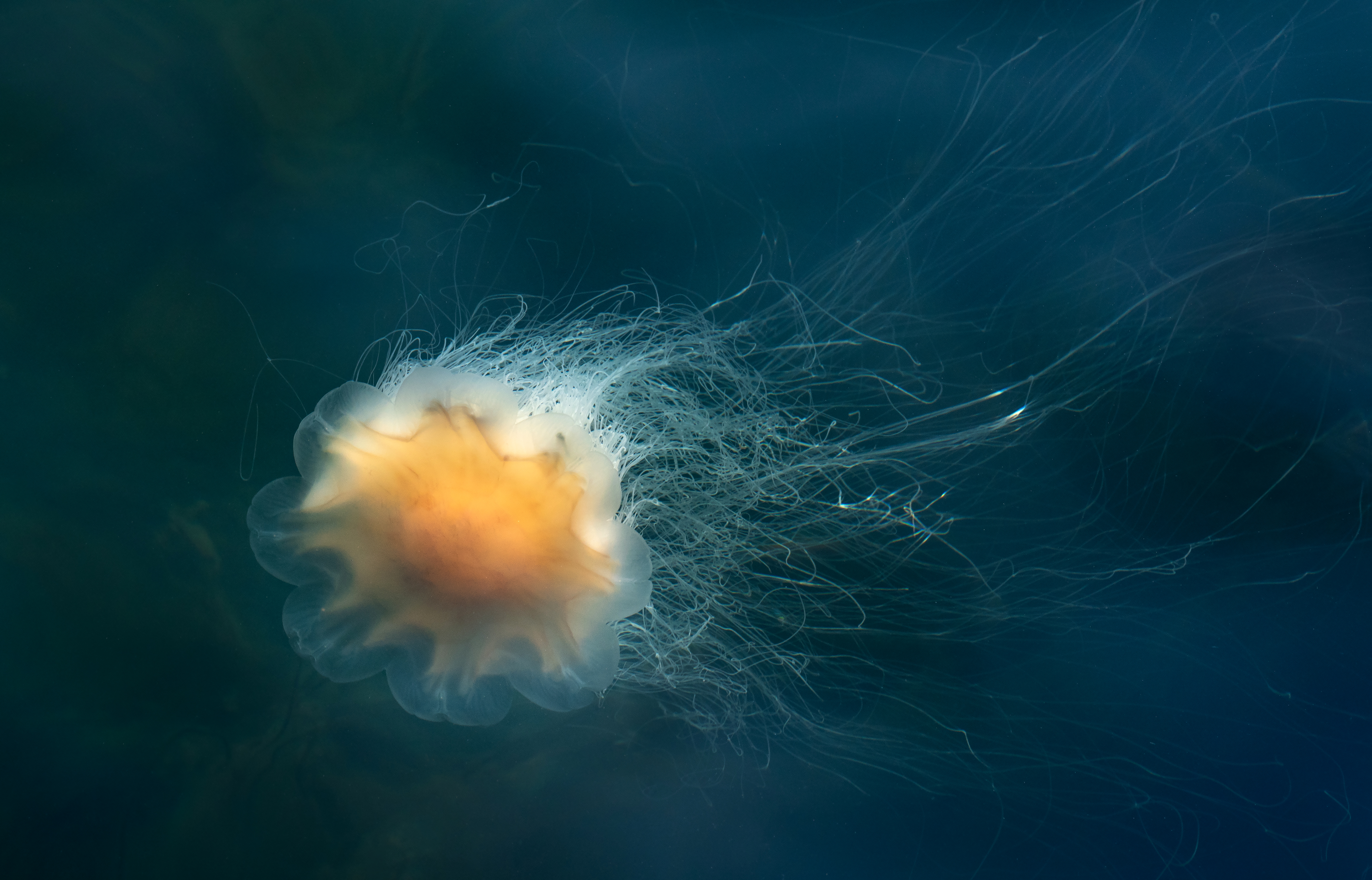 Lion's Mane Jellyfish