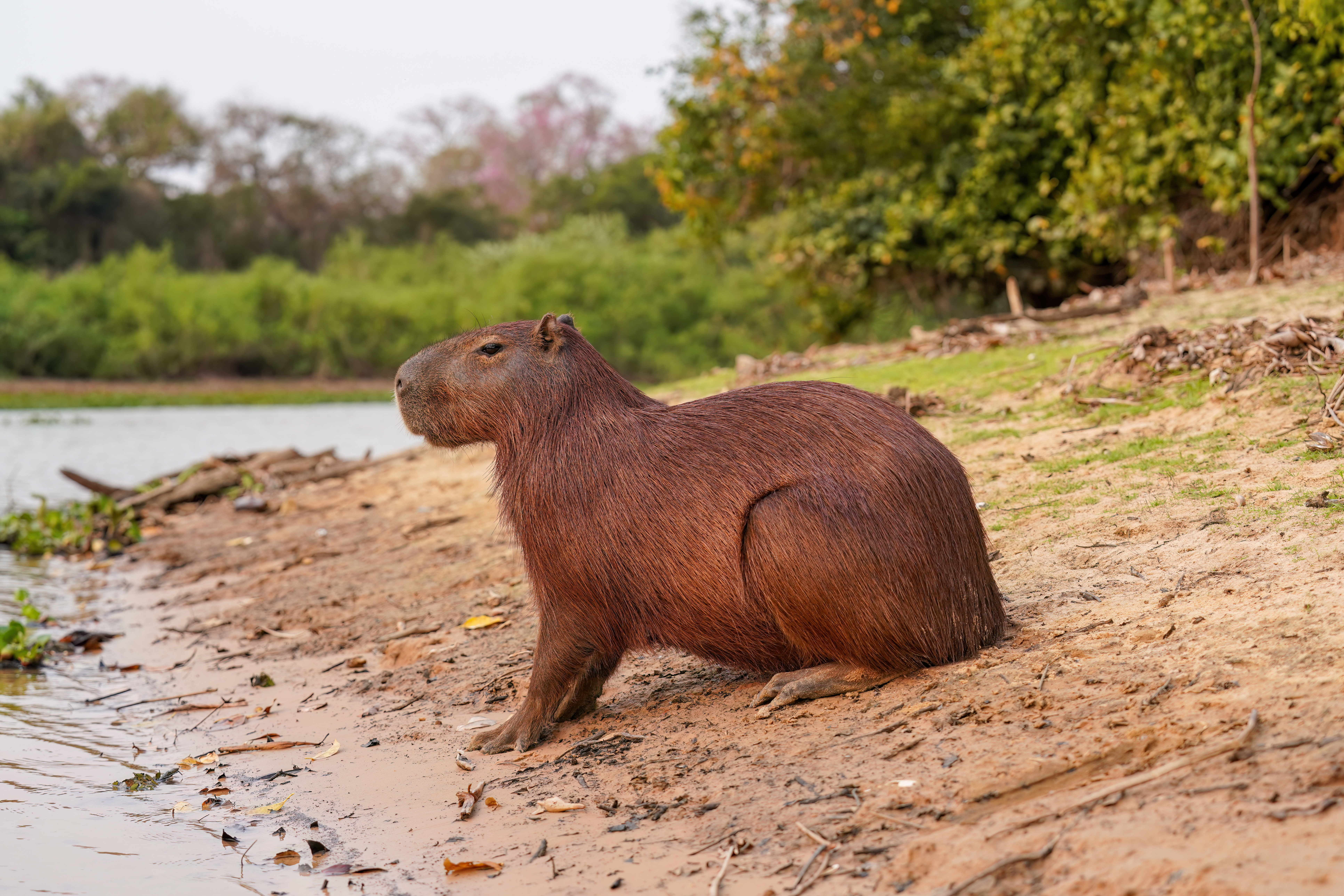 Capybara