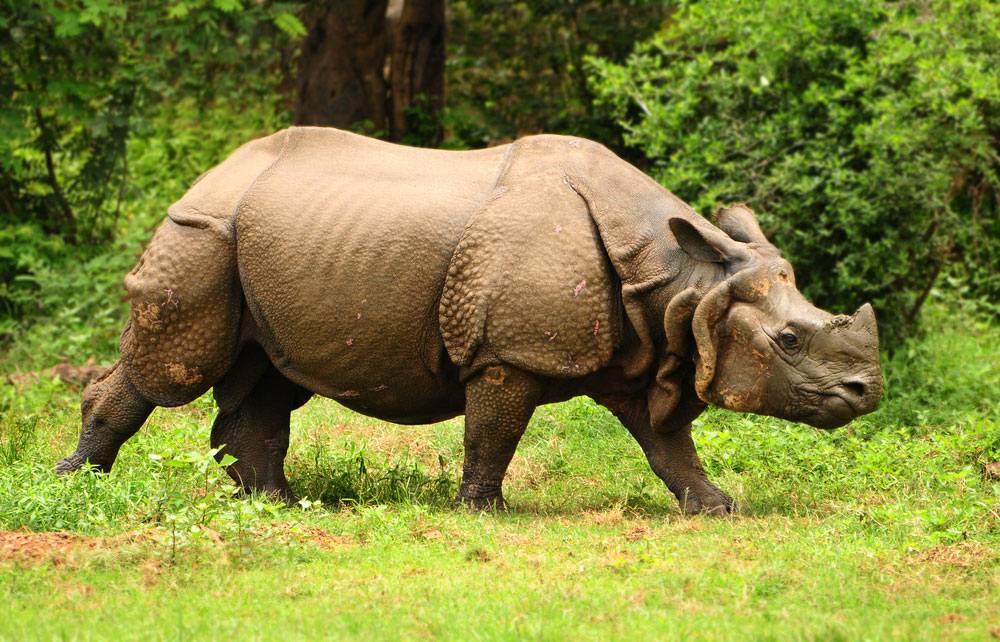 Indian One-horned Rhino