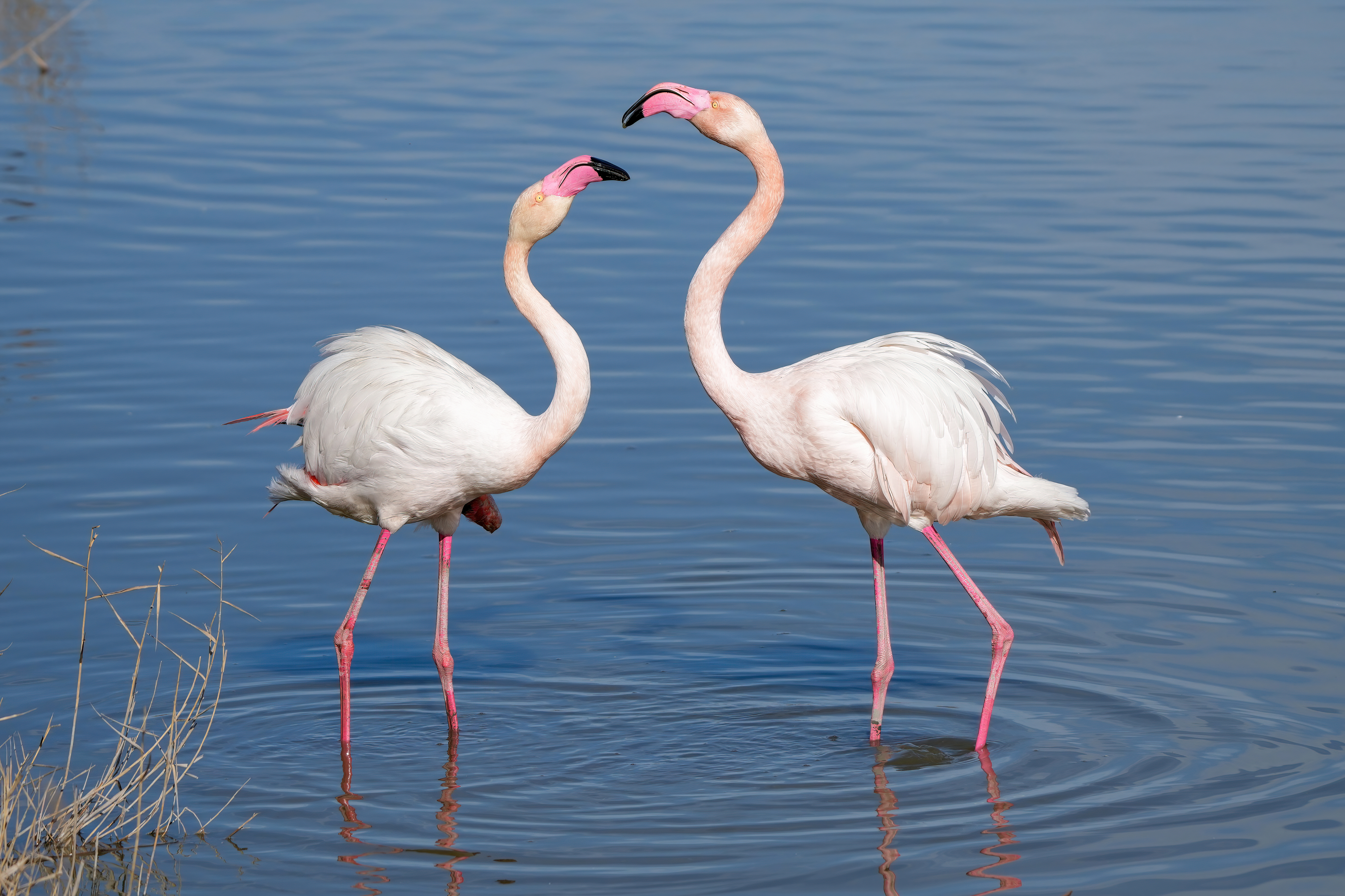 Greater Flamingo