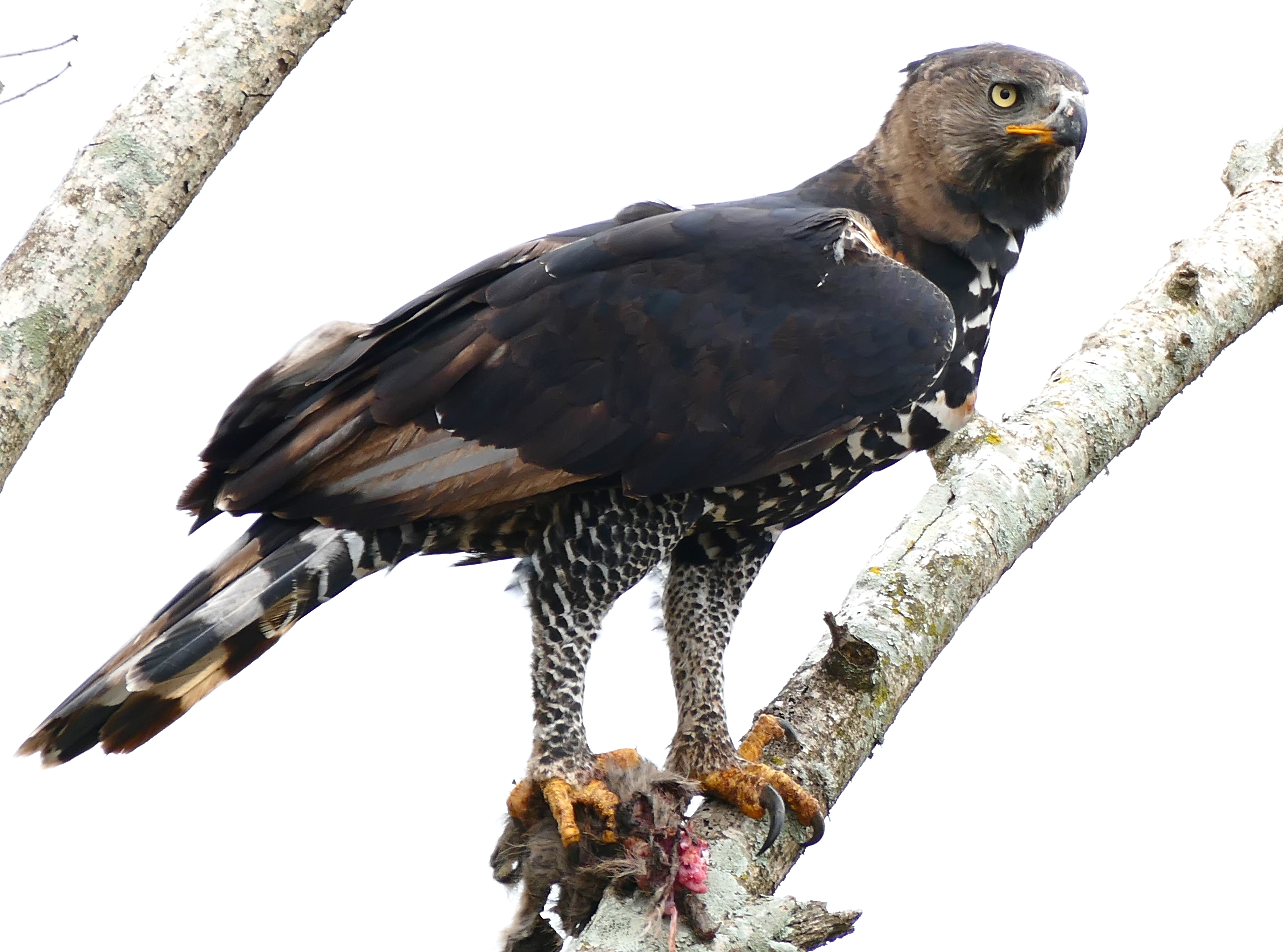 African Crowned Eagle