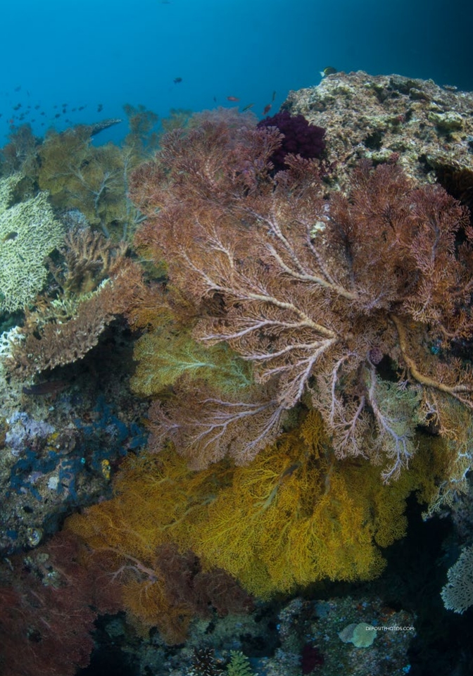 Raja Ampat
