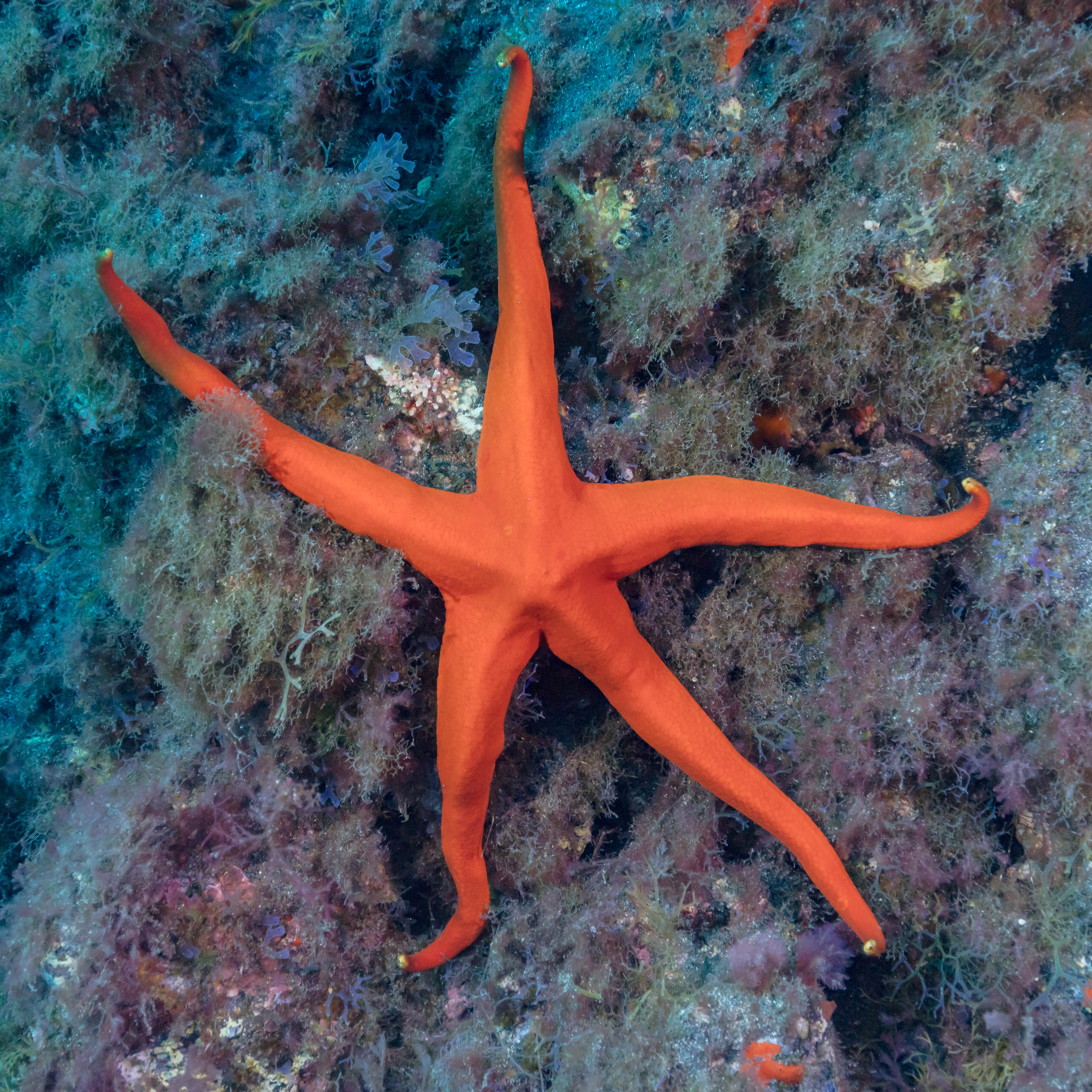 Mayotte, Indian Ocean