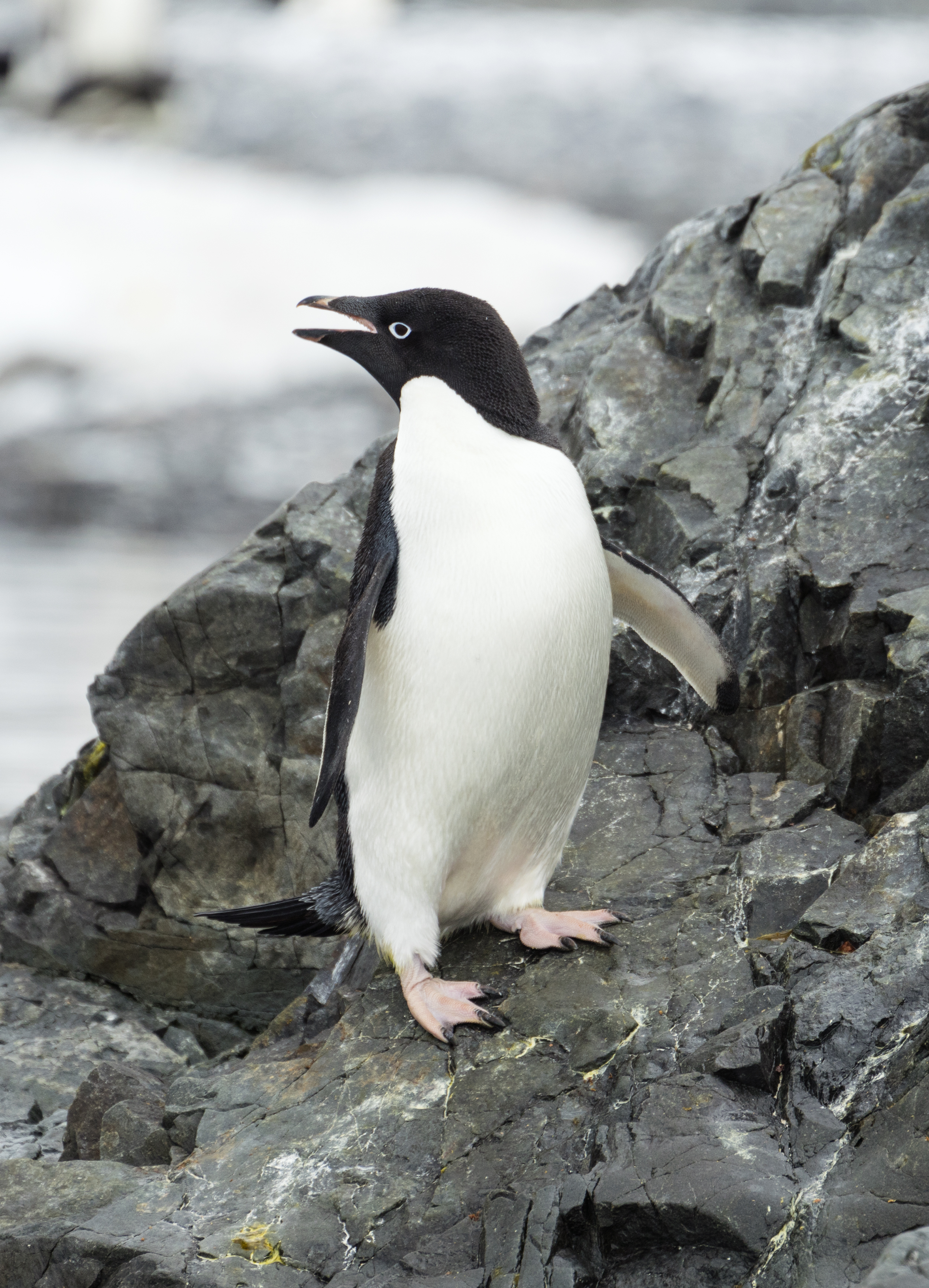 Adelie Penguin
