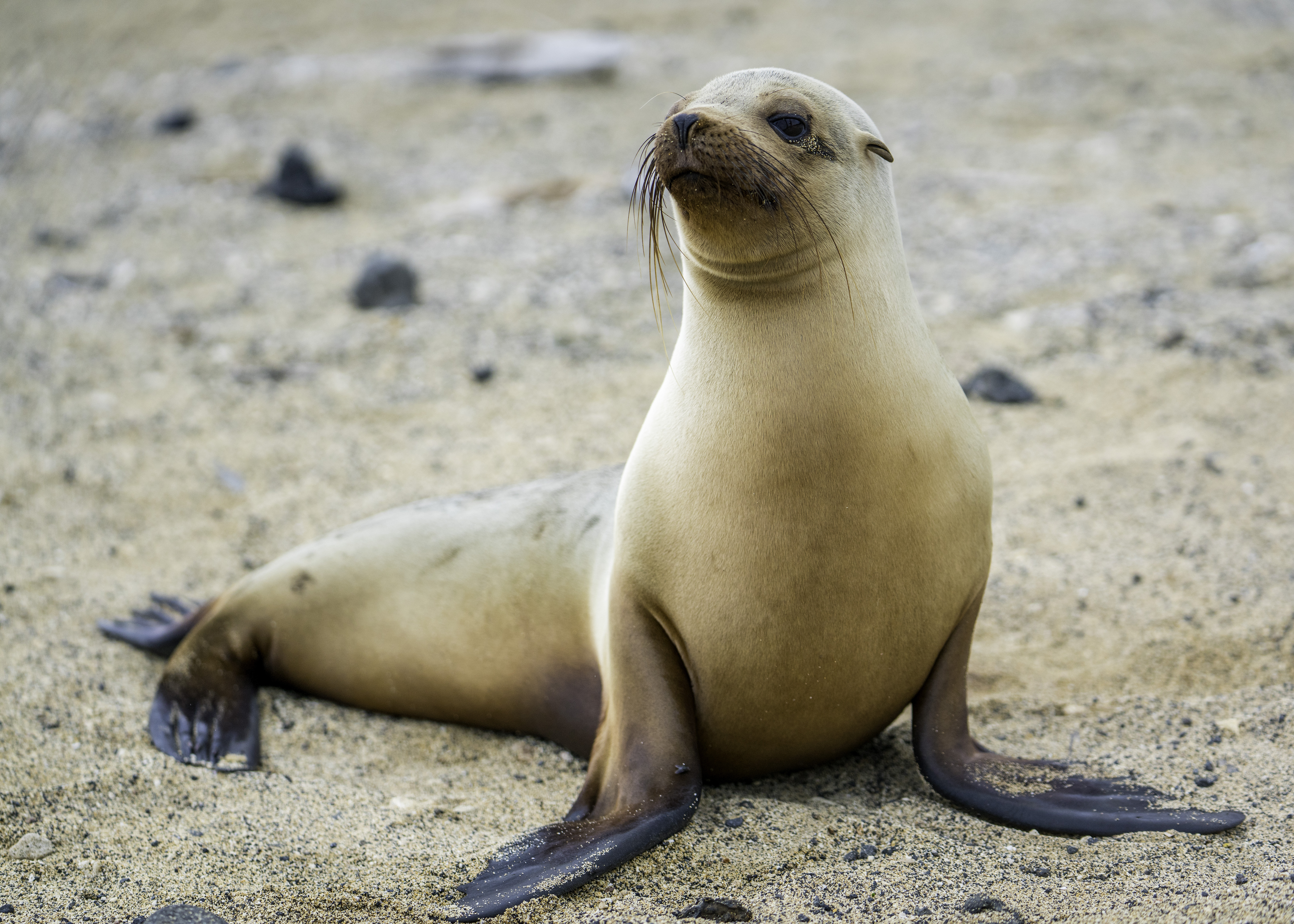 Galapagos Sea Lion